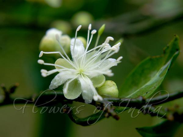 Small-Flowered Caper